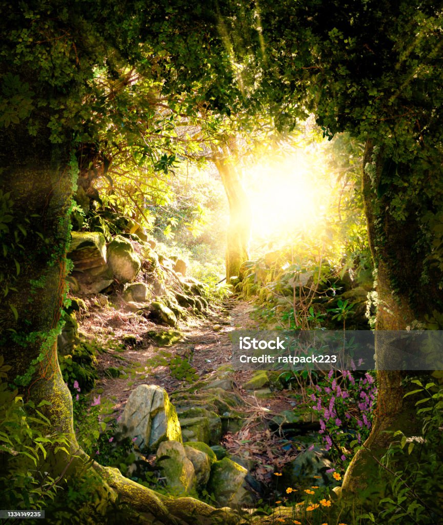 Beautiful enchanting forest opening path leading to a bright light Beautiful enchanting forest opening path leading to a bright light, 3d render. Forest Stock Photo