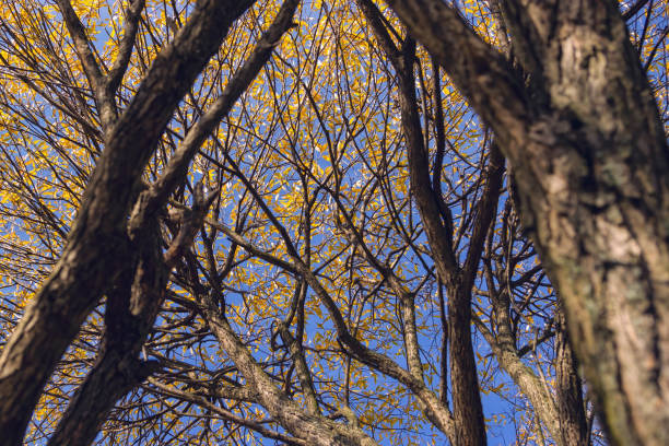 Autumn willow branches stock photo