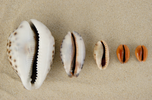 Arrangement of Couwri shells in different sizes 