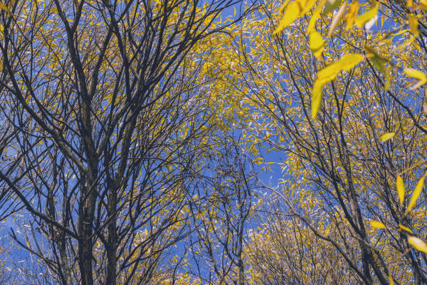 Autumn willow branches stock photo