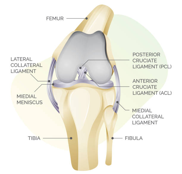 illustrations, cliparts, dessins animés et icônes de anatomie du cartilage du genou - illustration - ligament
