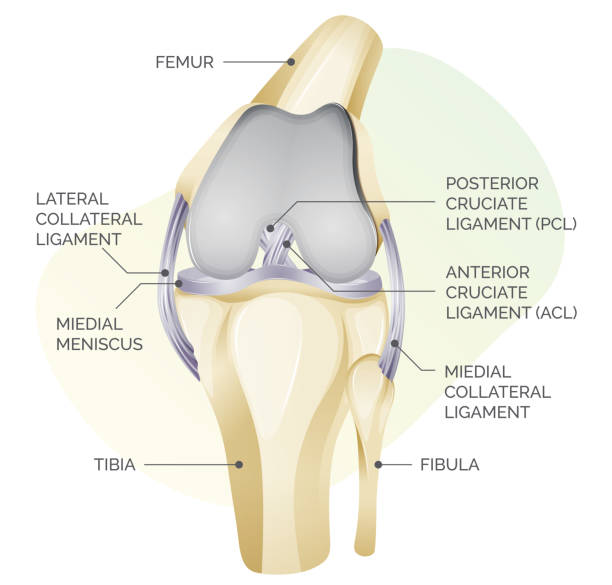 illustrazioni stock, clip art, cartoni animati e icone di tendenza di anatomia della cartilagine del ginocchio - illustrazione - ligament