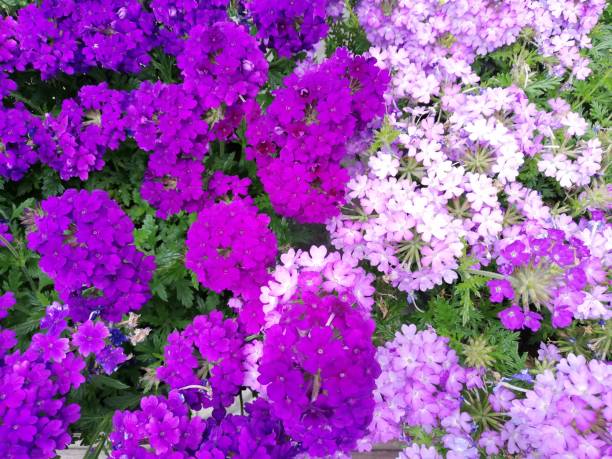 istock Flower Power in pink 1334153118