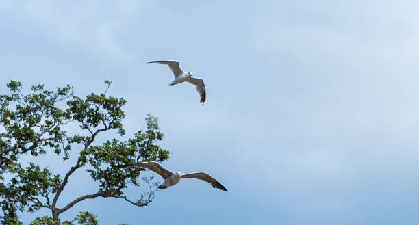 Two flying seagulls against a background of blue sky and clouds.