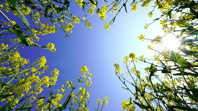 Low angle shot of rape flowers blooming and swaying in the wind under the sun and blue sky