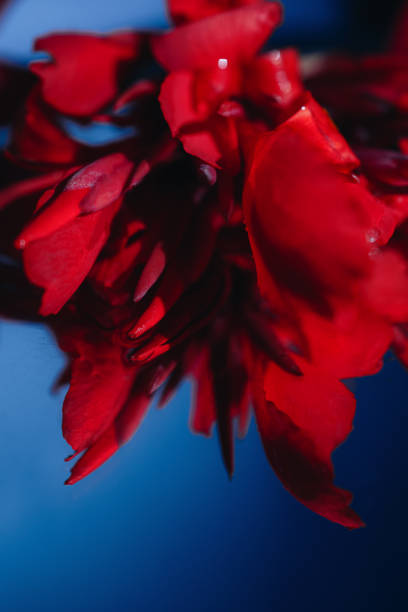 istock Bright fresh red lowers with reflection in the mirror on blue background. 1334154953