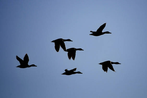 istock Wild birds in their natural world 1334156987