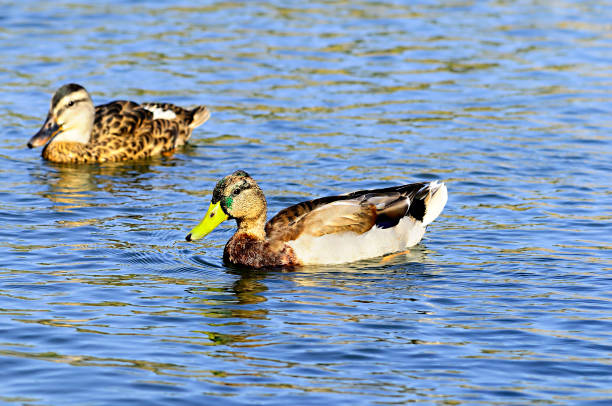 istock Wild birds in their natural world 1334157000