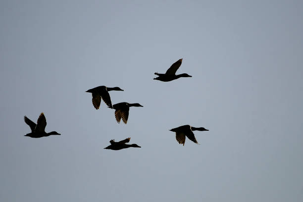 istock Wild birds in their natural world 1334157030
