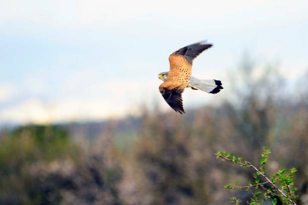 istock Wild birds in their natural world 1334157051