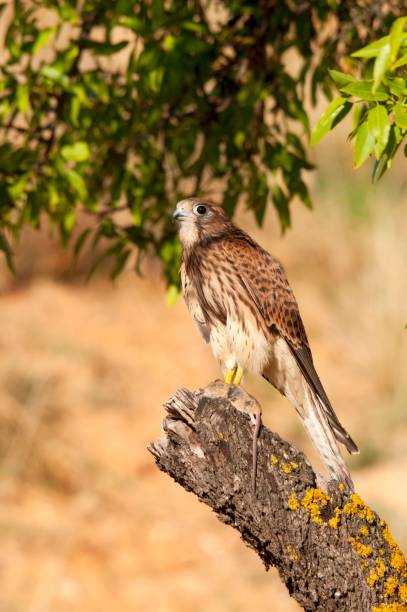 istock Wild birds in their natural world 1334157061