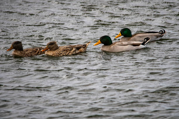istock Wild birds in their natural world 1334157064