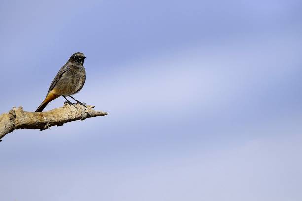 istock Wild birds in their natural world 1334157068
