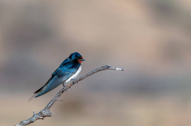 istock Wild birds in their natural world 1334157088