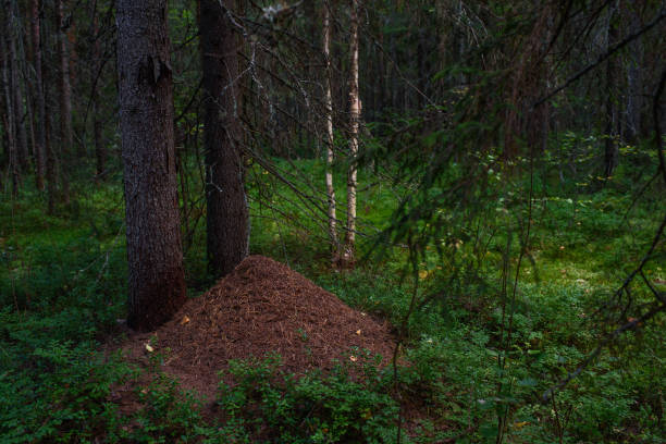 istock An anthill in the forest under tall fir trees close-up. 1334157187