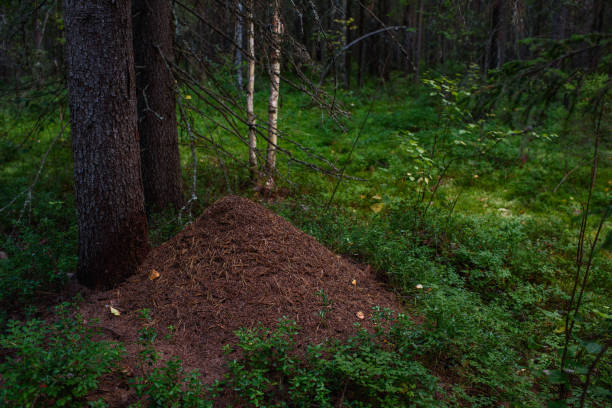istock An anthill in the forest under tall fir trees close-up. 1334157217