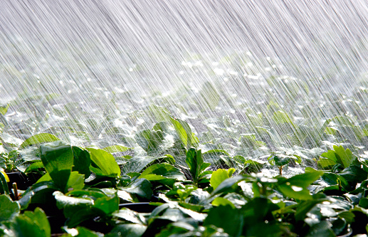 Partial heavy sprinkler rain on a field of pachysandra. 