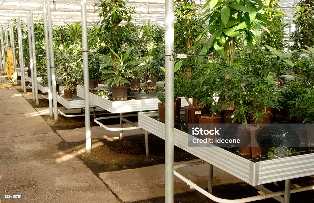 Idroponica coltivazione - Foto stock royalty-free di Albero tropicale