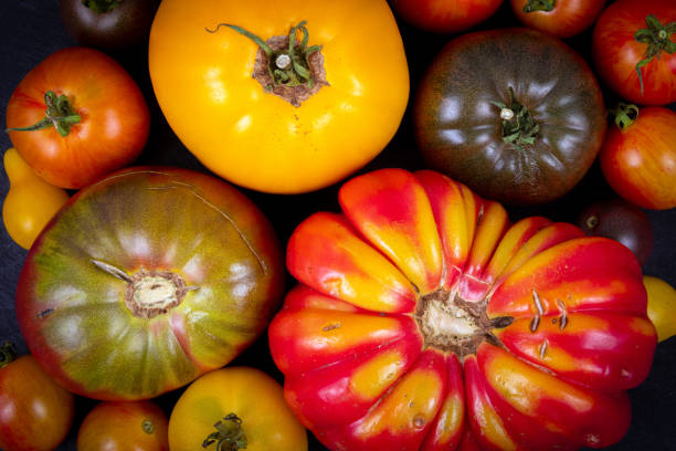 unperfect various tomato heirloom and ancestral cultivar crop multi colored variety harvest - heirloom tomato zebra tomato tomato organic imagens e fotografias de stock