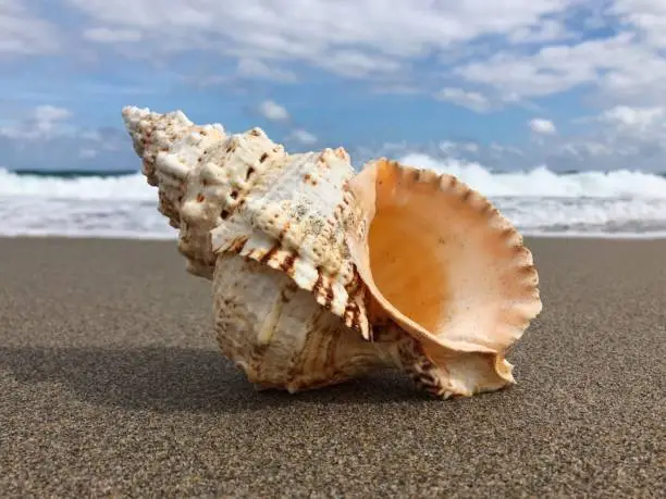 A pink and white conch in front of waves crashing on sand.