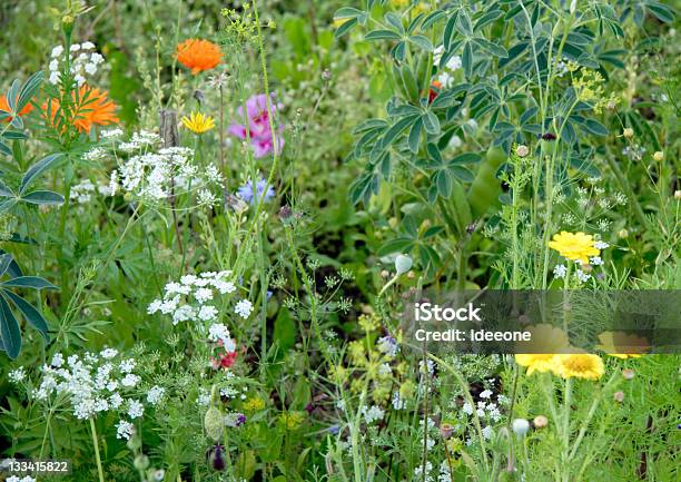 개척시대의 아이리스입니다 애교점 한해살이 식물-식물 특성에 대한 스톡 사진 및 기타 이미지 - 한해살이 식물-식물 특성, 0명, 꽃-식물
