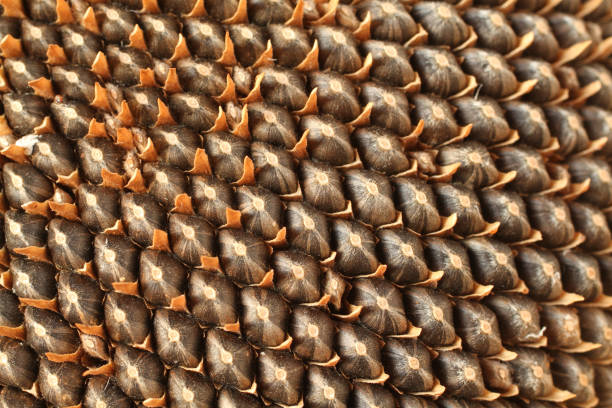 istock Ripe seeds in a sunflower head. Top down view. Closeup 1334158798