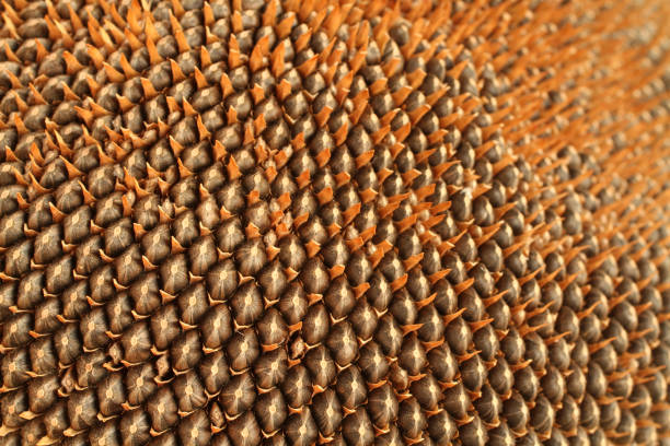 istock Ripe seeds in a sunflower head. Top down view. Closeup 1334158803