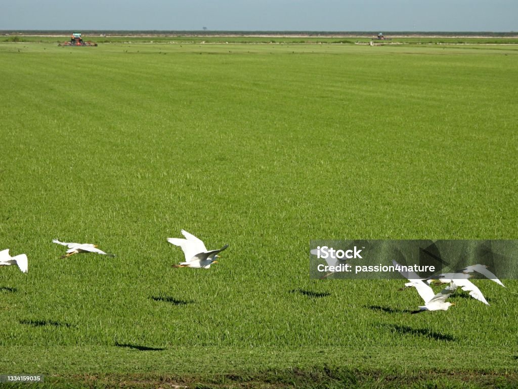 Cattle Egrets (Bubulcus ibis) in-flight on a farm Cattle Egrets - profile Agricultural Field Stock Photo