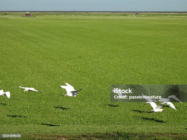 Cattle Egrets Inflight On A Farm Stock Photo - Download Image Now - Agricultural Field, Animal Wildlife, Bird