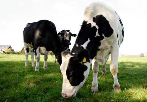Three Holstein Cows grazing peacefully on fresh mountain farmland