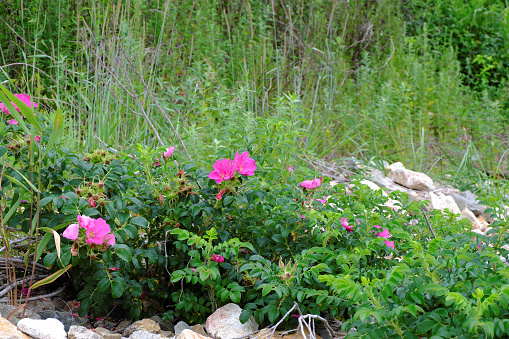 Bright, blooming wild rose bushes on the rocky seashore. Selective focus.