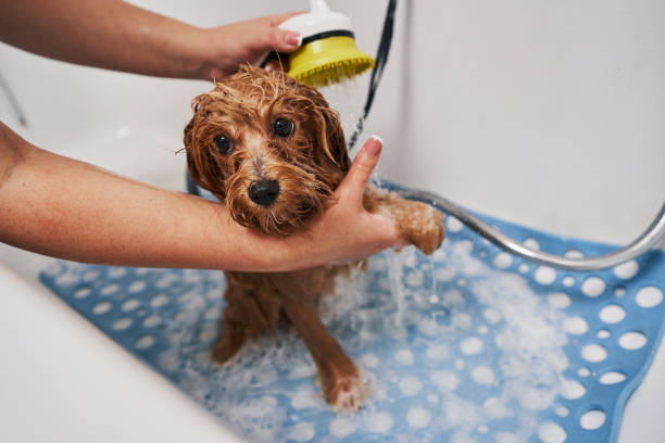 istock Becoming clean after long outdoor walk with owner 1334161452