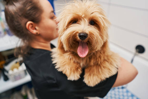 Good boy expressing his joy after grooming Lovely brown dog smiling with tongue out while a young woman holding him pet grooming salon stock pictures, royalty-free photos & images