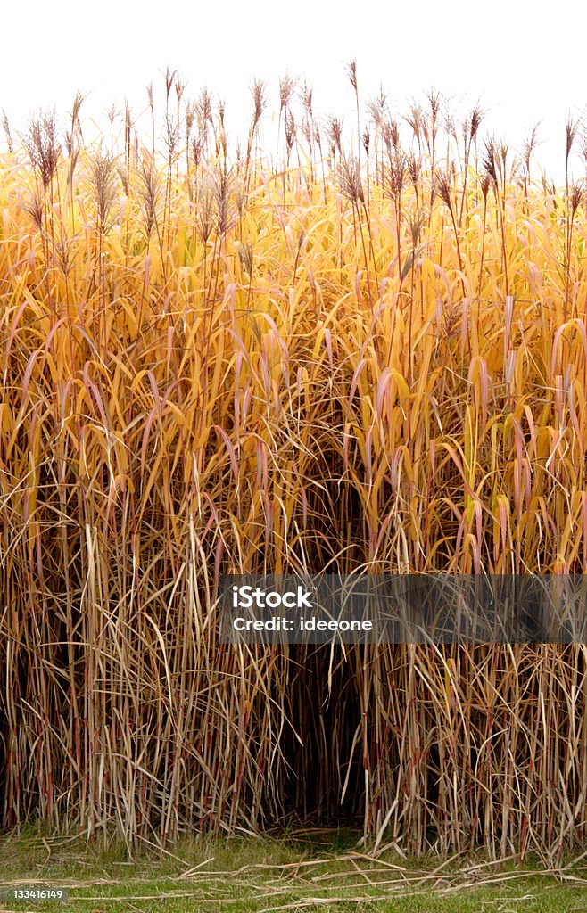 Golden hierba - Foto de stock de Hierba china grisa libre de derechos