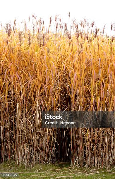 Golden Erba - Fotografie stock e altre immagini di Miscanthus - Miscanthus, Raccolto, Biomasse