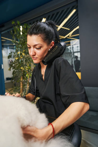 istock Making all pets beautiful clean and happy 1334161495