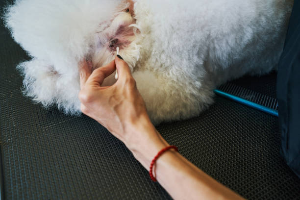 istock Healthy pets must have their ears cleaned 1334161519