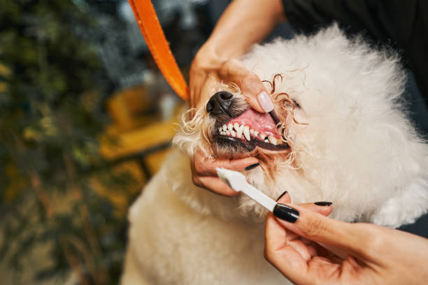istock Dental treatment being important while taking care of pets 1334162063