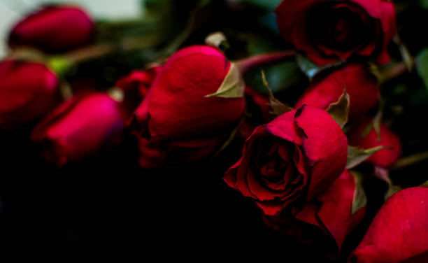 istock Red Roses on a black background 1334162526