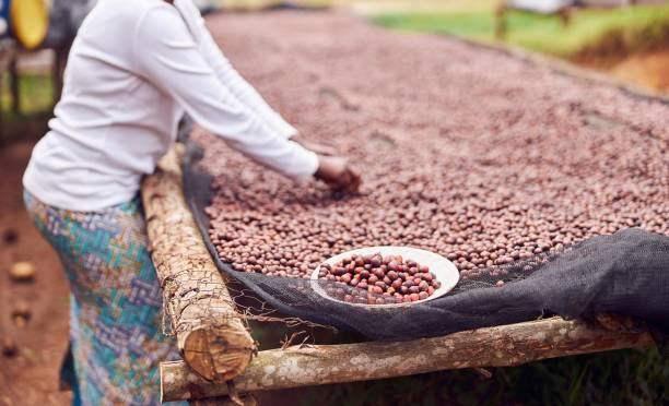 istock african workers are picking out fresh coffee beans at washing station 1334162583