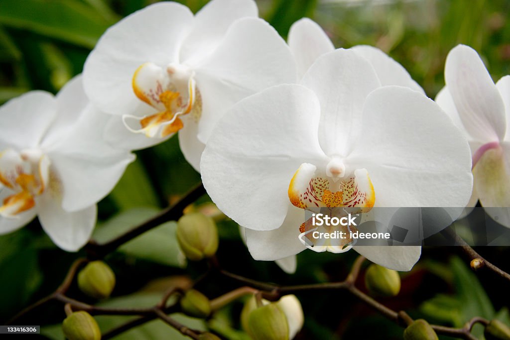 Bianco puro - Foto stock royalty-free di Ambiente floreale