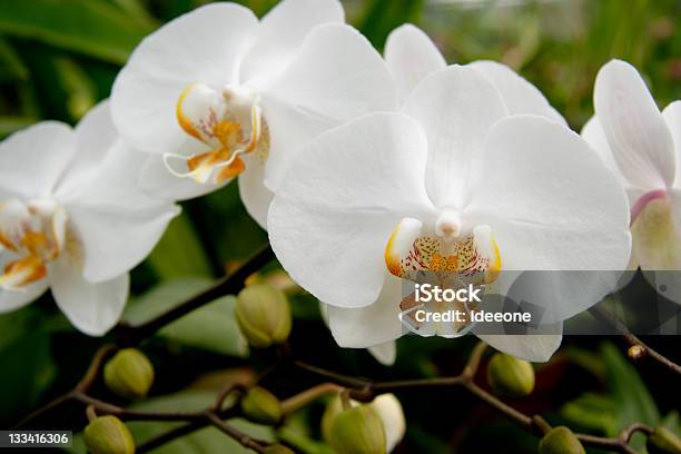 Bianco Puro - Fotografie stock e altre immagini di Ambiente floreale - Ambiente floreale, Attributo floreale, Bellezza naturale
