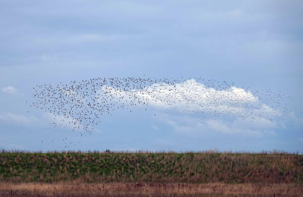 A flock of birds in flight at Wallasea Island, Essex against a blue sky with white clouds above a grass horizon. A flock of birds in flight at Wallasea Island, Essex against a blue sky with white clouds above a grass horizon. nigel pack stock pictures, royalty-free photos & images
