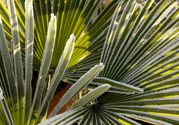 Frosted palm leaves Palm tree leaves covered with ice crystals after a night frost trachycarpus photos stock pictures, royalty-free photos & images