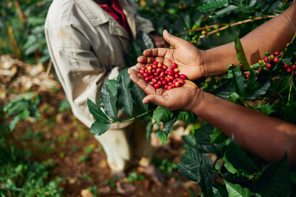 afrikanischer arbeiter sammelt kaffeebohnen auf plantage in buschigem holz - plantage stock-fotos und bilder