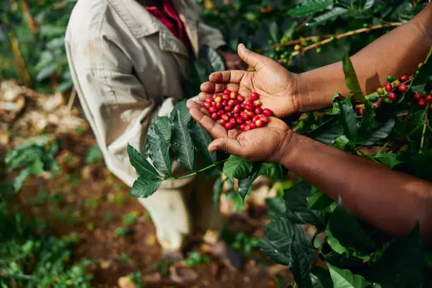 African worker is gathering coffee beans on plantation in bushy wood