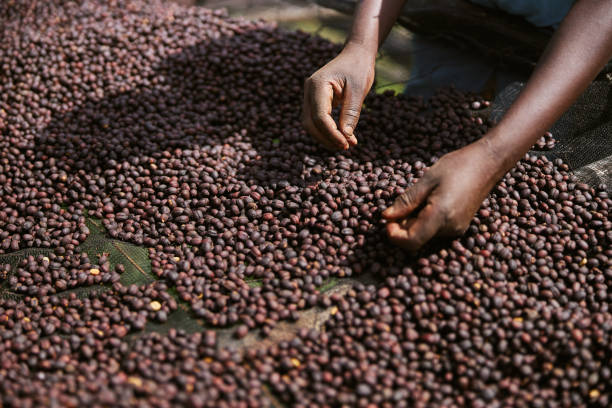 istock african workers are picking out fresh coffee beans at washing station 1334164352