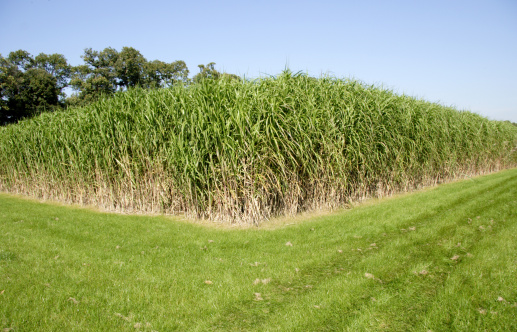 Field corner of giant grass