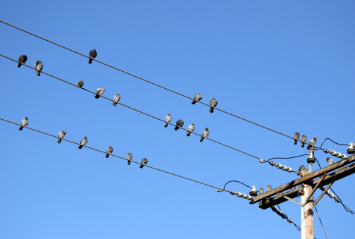 Birds sitting on power line