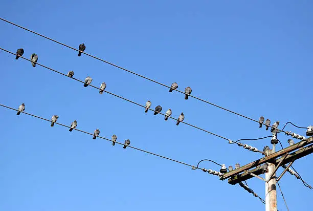 Photo of Birds on power line